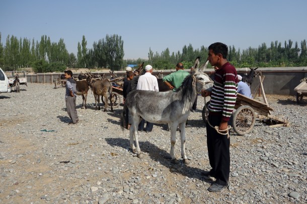 kashgar-livestock-market