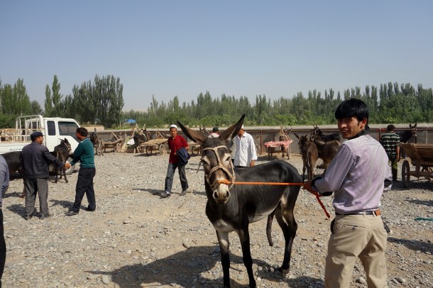 kashgar-livestock-market
