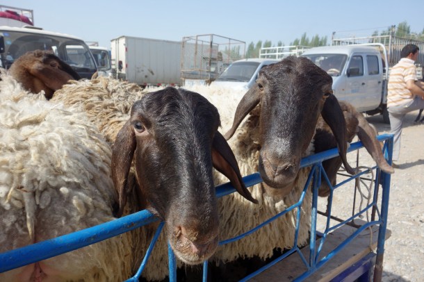 kashgar-livestock-market