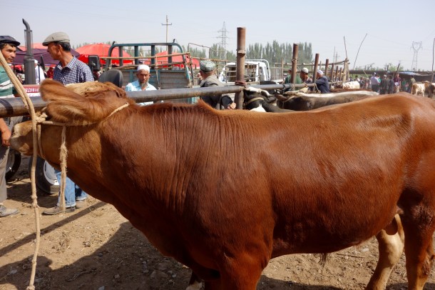 kashgar-livestock-market