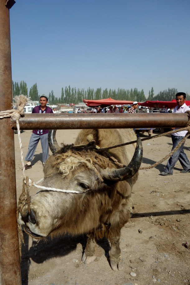 kashgar-livestock-market