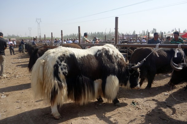 yaks-kashgar-livestock-market