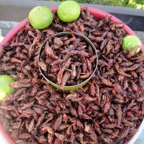 The Grasshoper Sellers Of&nbsp;Puebla