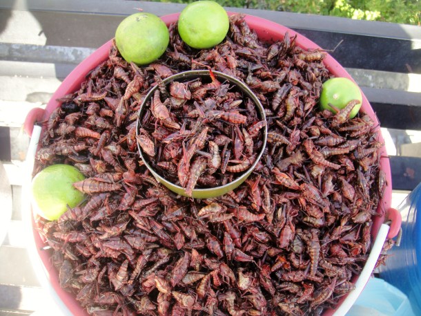 roasted-grasshoppers-mexico