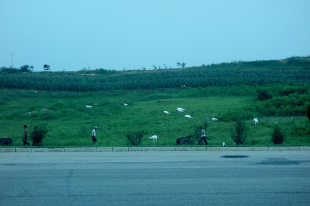 goats-north-korea
