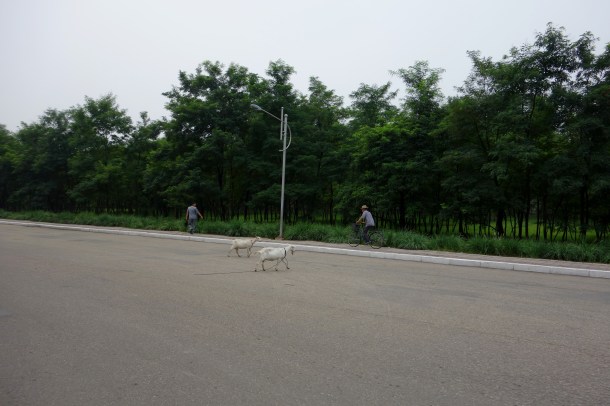 goats-north-korea