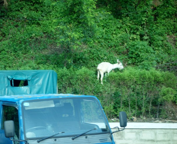 goats-north-korea