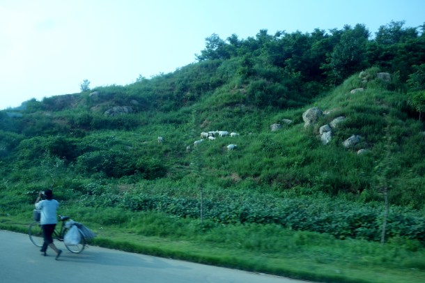 goats-north-korea