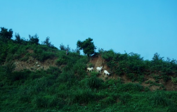 goats-north-korea