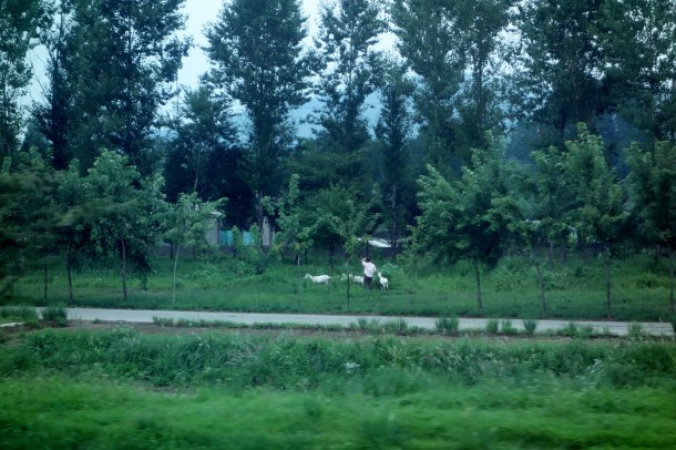 goats-north-korea