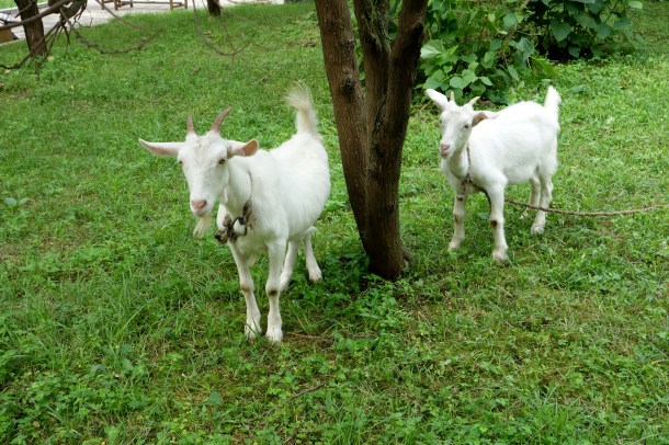 goats-north-korea