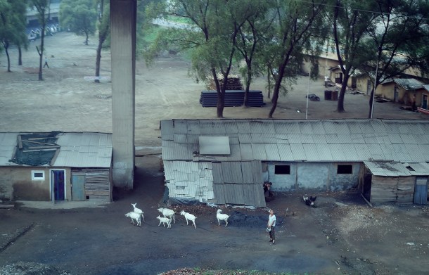 goats-north-korea