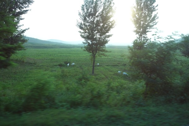 goats-north-korea