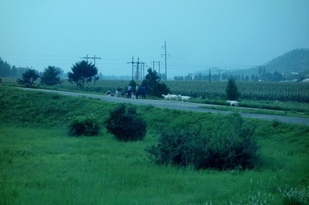 goats-north-korea