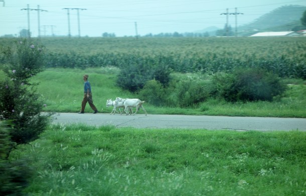 goats-north-korea