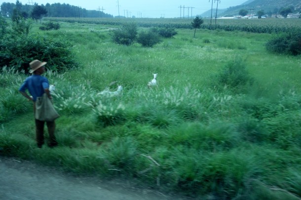 goats-north-korea