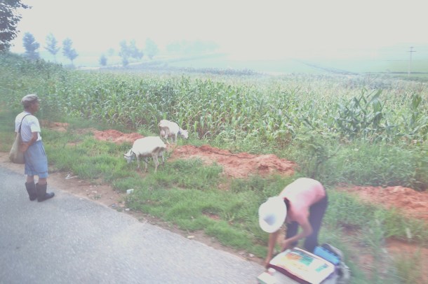 goats-north-korea