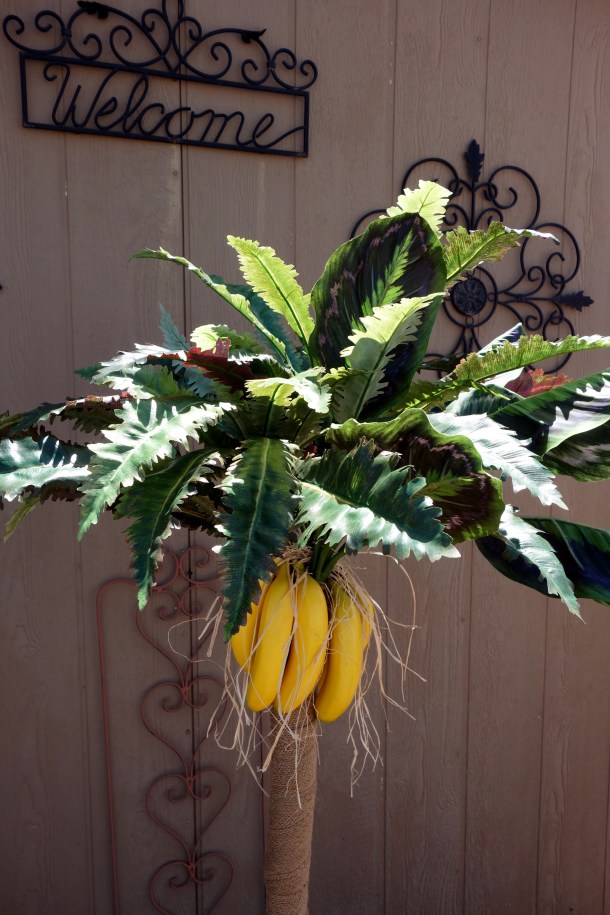 banana-tree-molossia