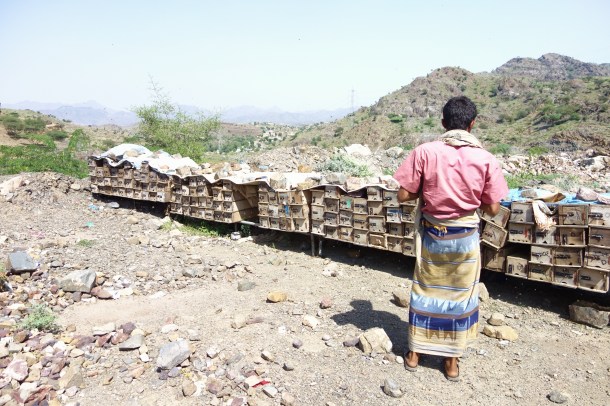 raising-bees-yemen