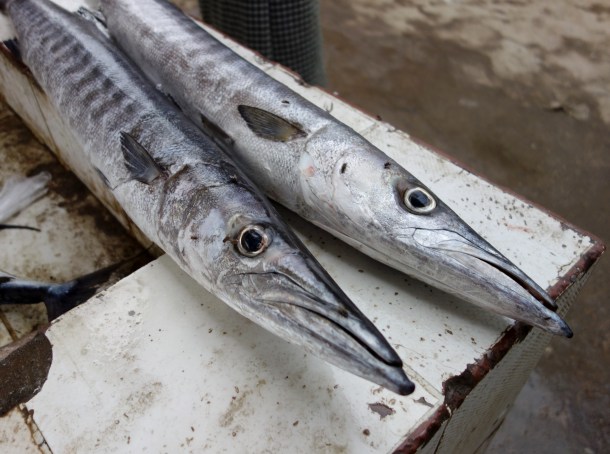 freshly-caught-fish-yemen