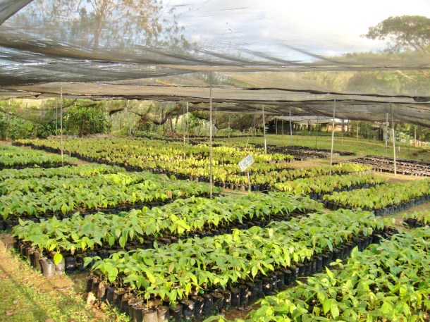 cacao-tree-seedlings
