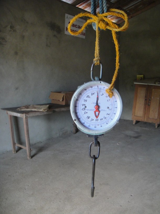 cocoa-plantation-dominican-republic 