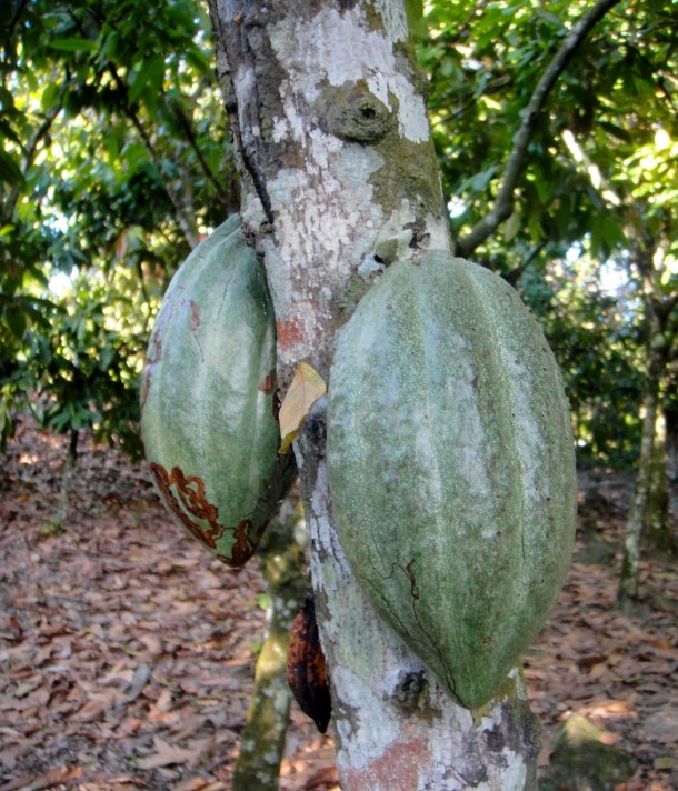 cocoa-pods