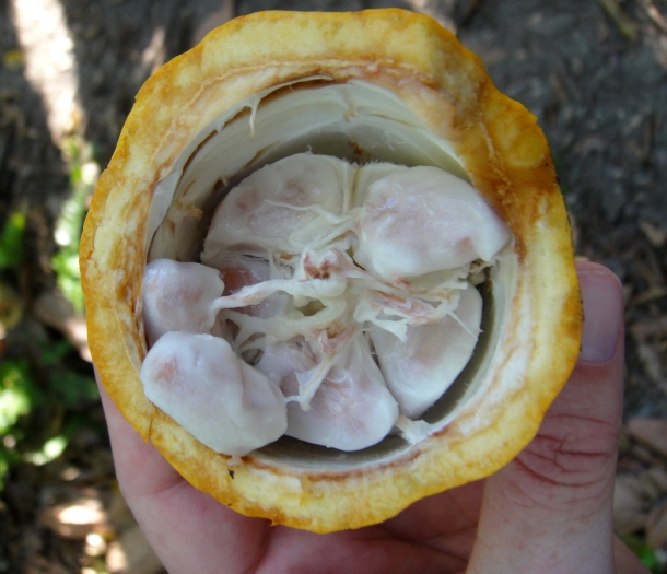 cocoa-seed-pod