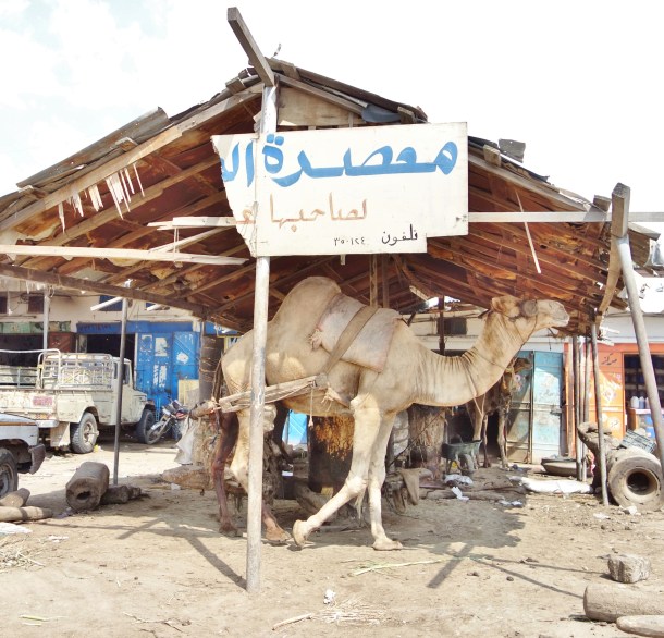 mill-powered-by-camel