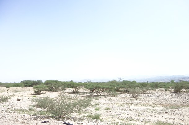 yemen-desert