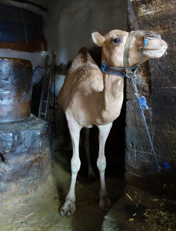 mill-powered-by-camel