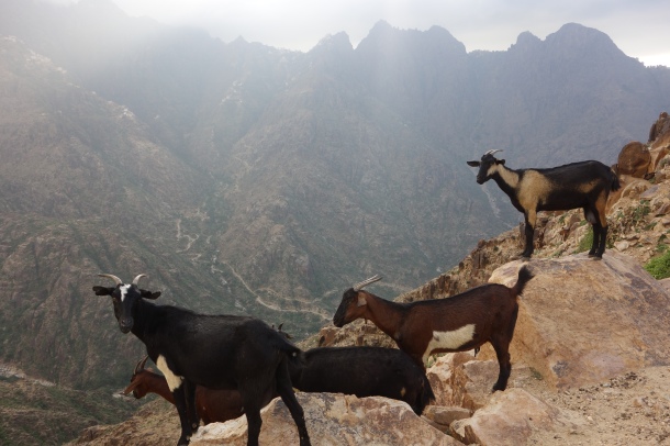 the-mountains-of-yemen-as-a-local-goat-herder-in-this-remote-region-explained-to-us-many-yemenis-care-little-about-the-outcome-of-the-war-they-just-want-to-be-left-alone
