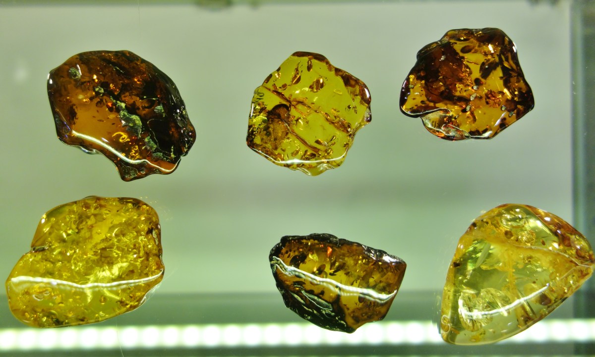 amber-samples-Kaliningrad-Amber-Museum