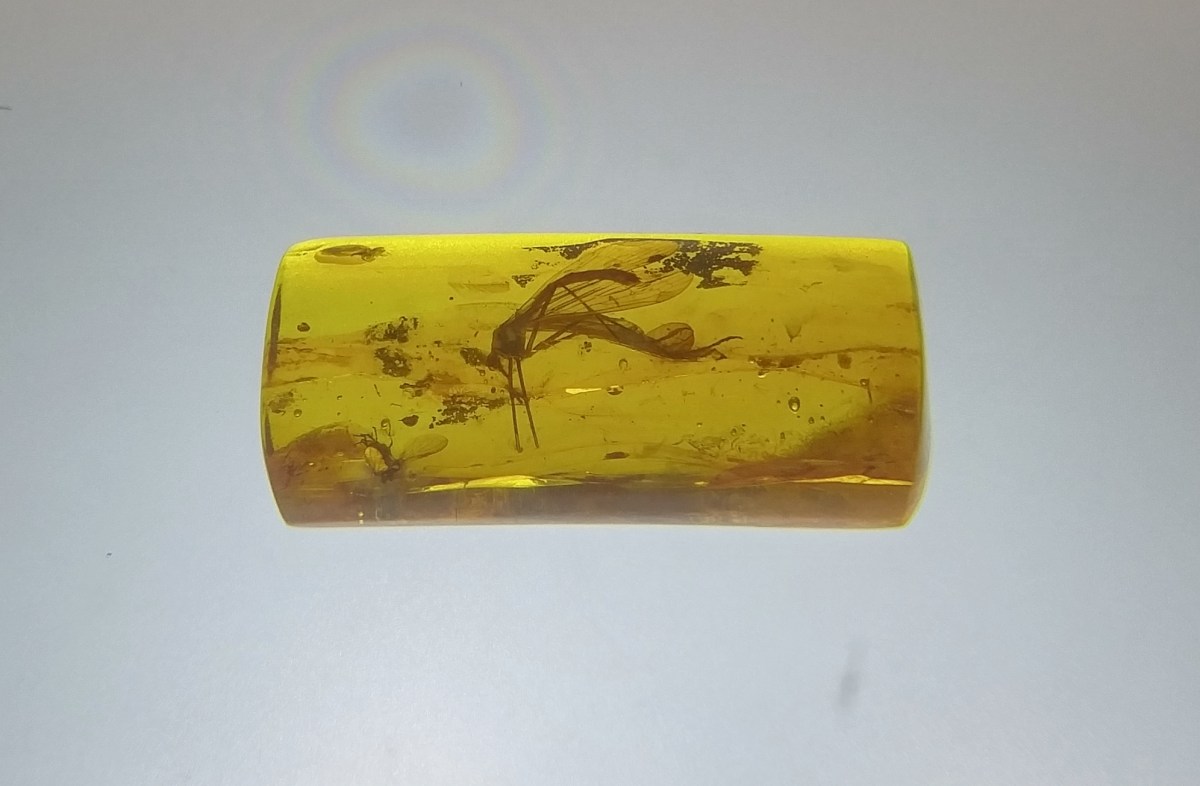 animal-trapped-in-amber