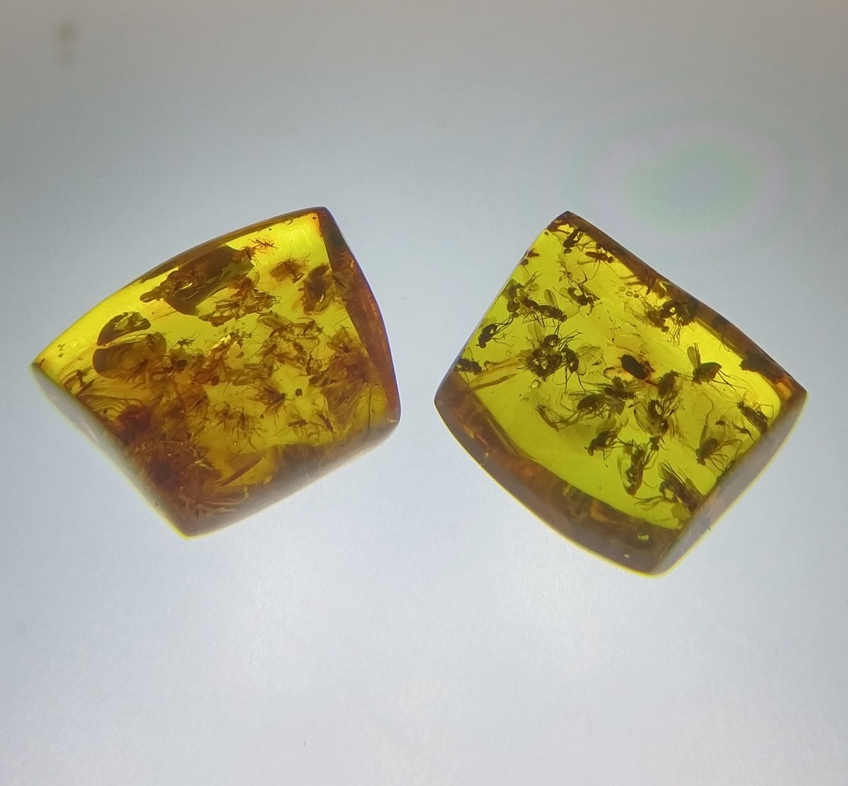 insects-trapped-in-amber