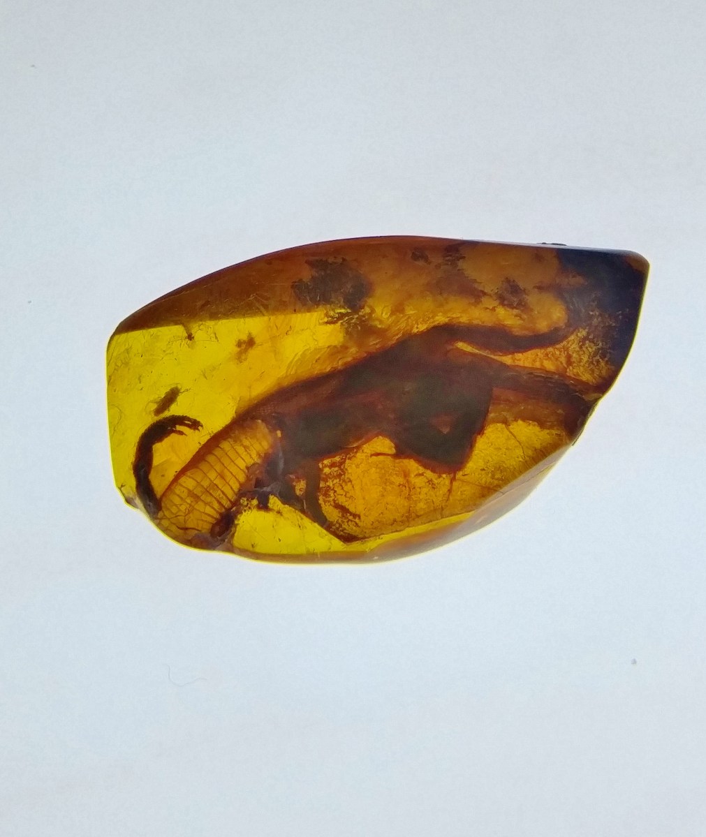lizard-trapped-in-amber