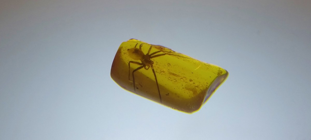 spider-trapped-in-amber
